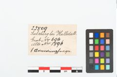 Etikett zu Bronzebuckelarmreif (NHMW-PRAE-025809)